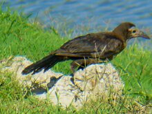 Great-tailed Grackle